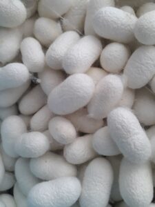 Datça Hızırşah Köyü’nde geleneksel ipekböcekçiliğiyle uğraşan bir kadın, koza toplarken.